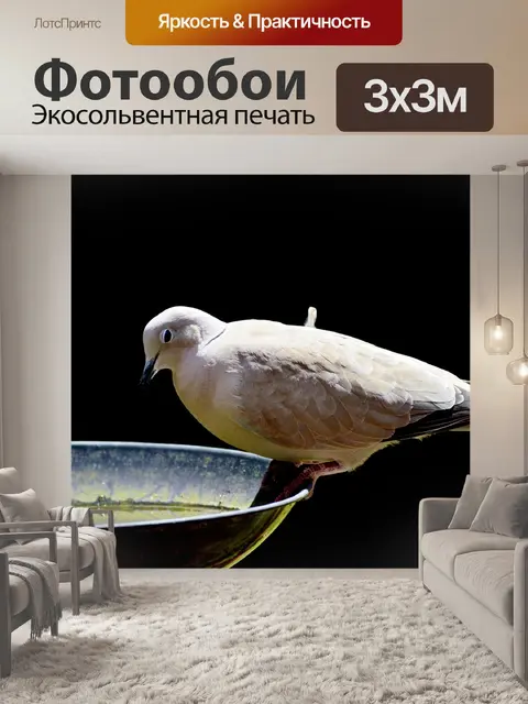 Фотообои Голубь