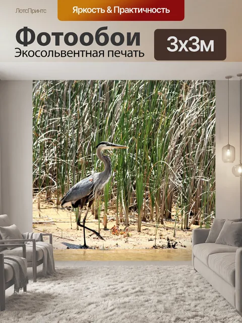 Фотообои Большая голубая цапля и рогозы
