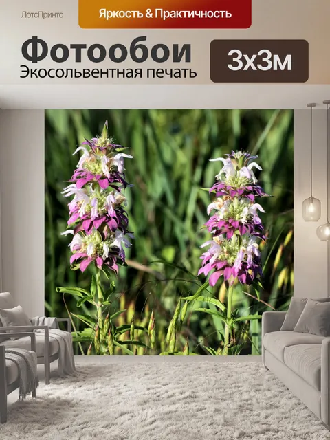 Фотообои Два фиолетовых полевых цветка мяты