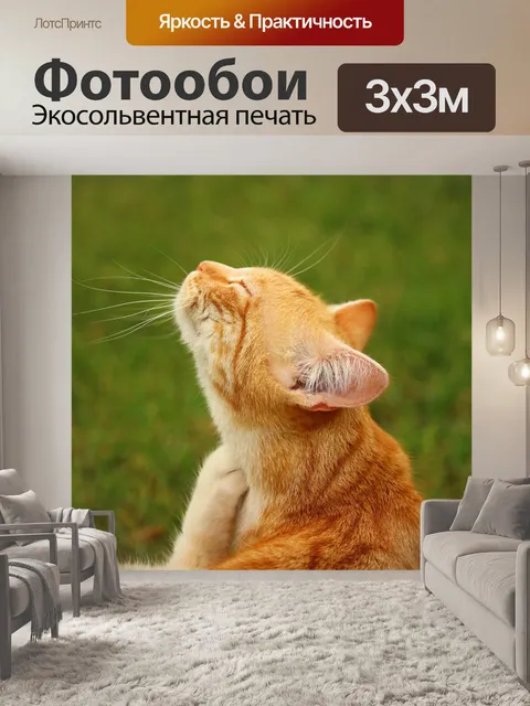Фотообои Кот