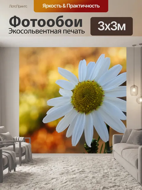 Фотообои Ромашка