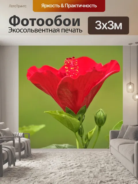 Фотообои Цветущий красный гибискус
