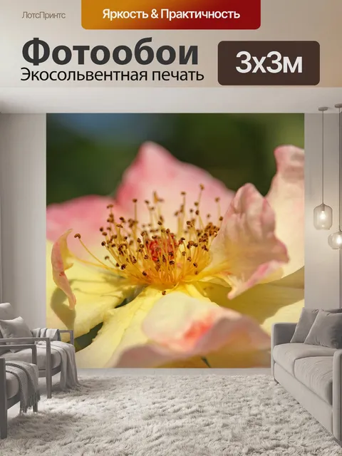 Фотообои Плетистая роза