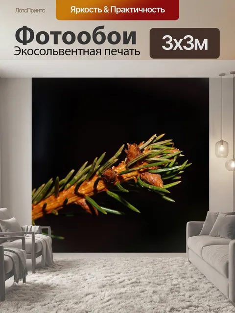 Фотообои Еловая ветка
