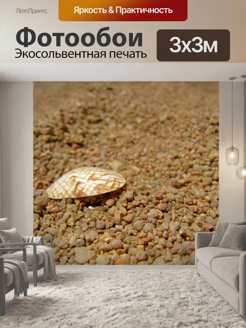 Фотообои Ракушка