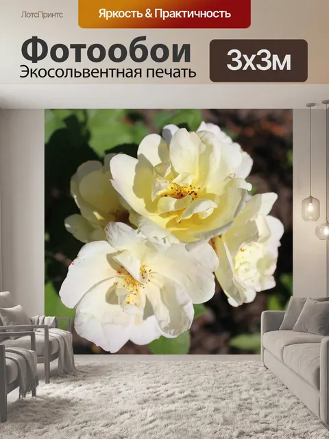 Фотообои Нокаут розы