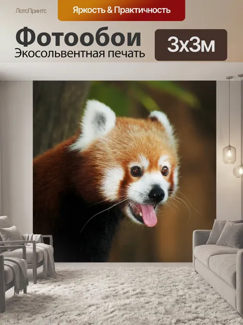 Фотообои Красная панда