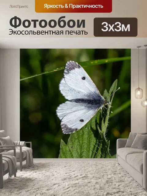 Фотообои Оранжевый совет бабочка