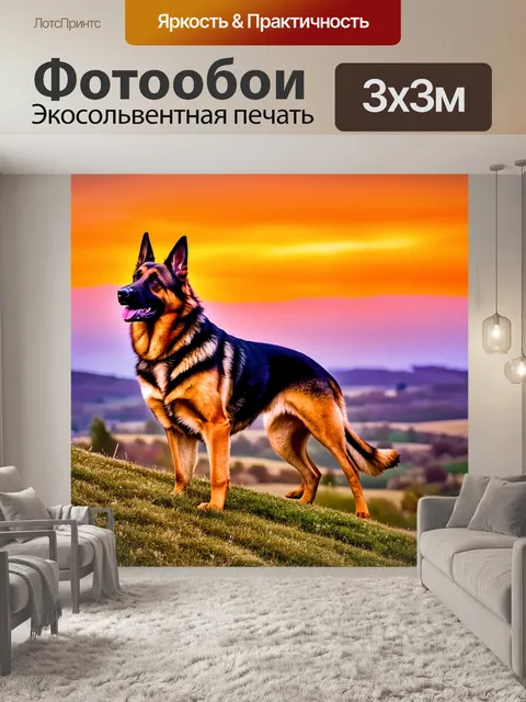Фотообои овчарка, стоящая на вершине холма, с ветром, развевающим её шерсть, на заднем плане закат с яркими оттенками…