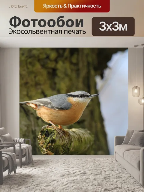 Фотообои Поползень