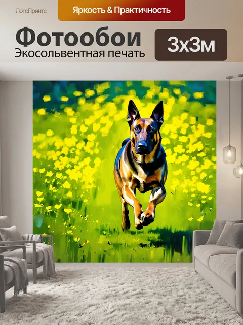 Фотообои бельгийская овчарка малинуа