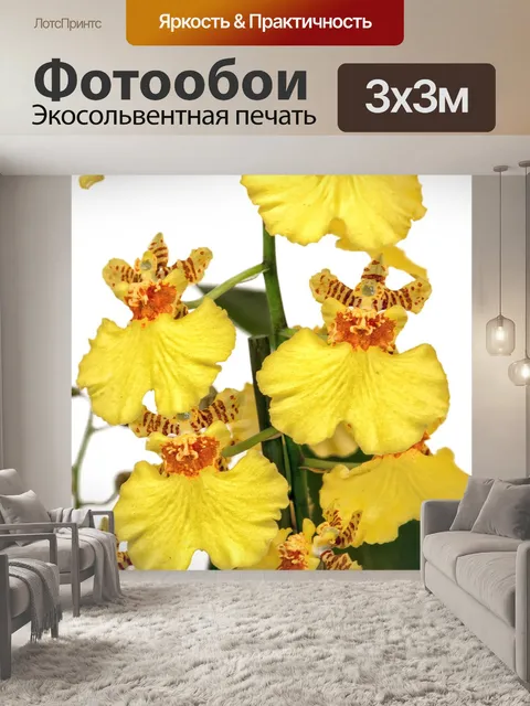 Фотообои Oncidium