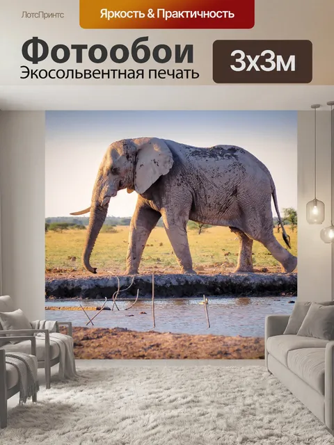 Фотообои Серый слон