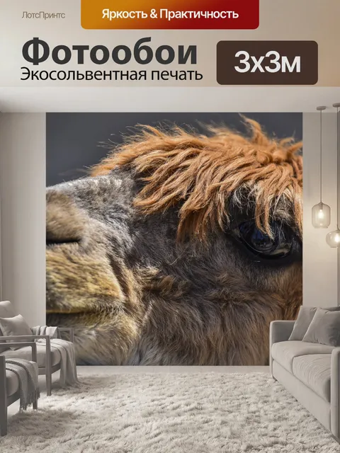 Фотообои Глаза альпаки