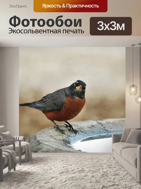 Фотообои Американский Робин в Bird Bath
