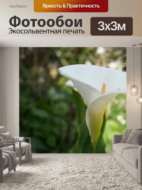 Фотообои Арум цветок