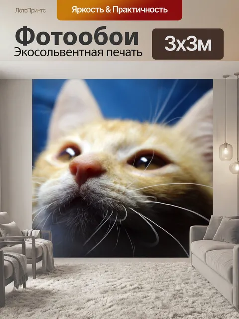 Фотообои Кот