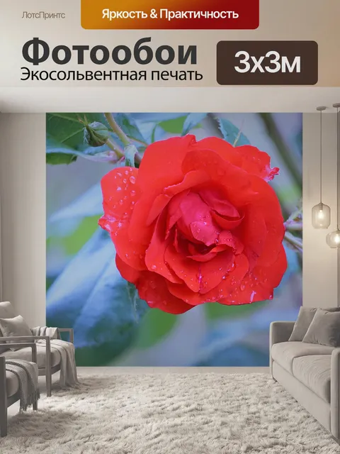Фотообои Роза и дождь