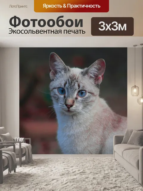 Фотообои Кот