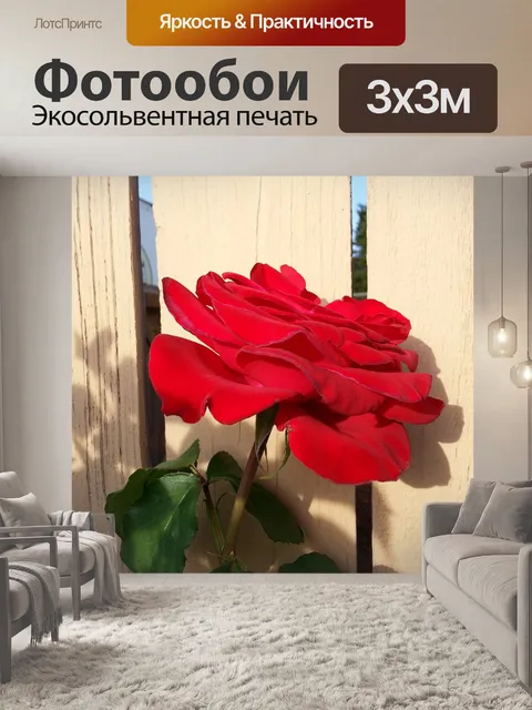 Фотообои Красная роза
