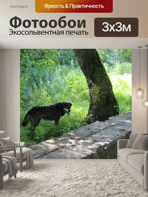 Фотообои Собака, Польша