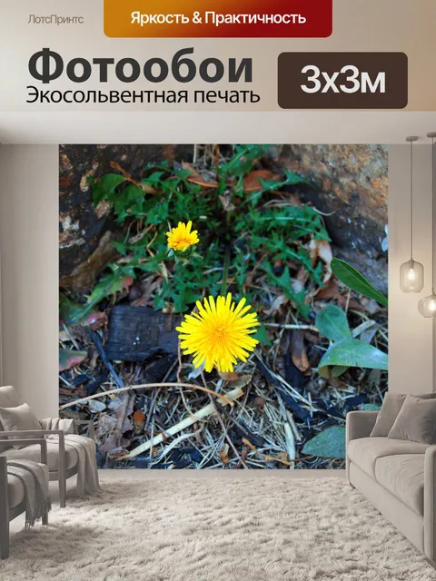 Фотообои одуванчика цветок