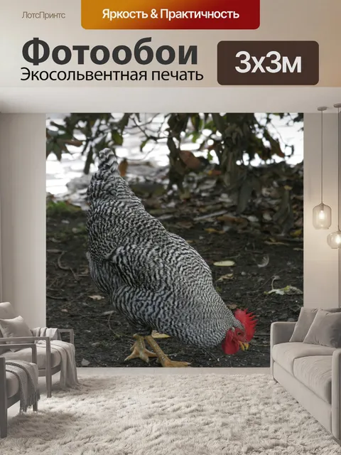 Фотообои Черно-белое куриное