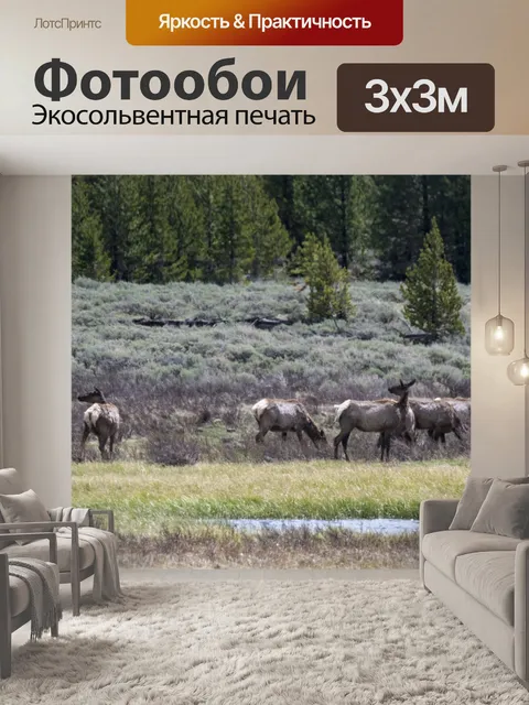 Фотообои Антилопа