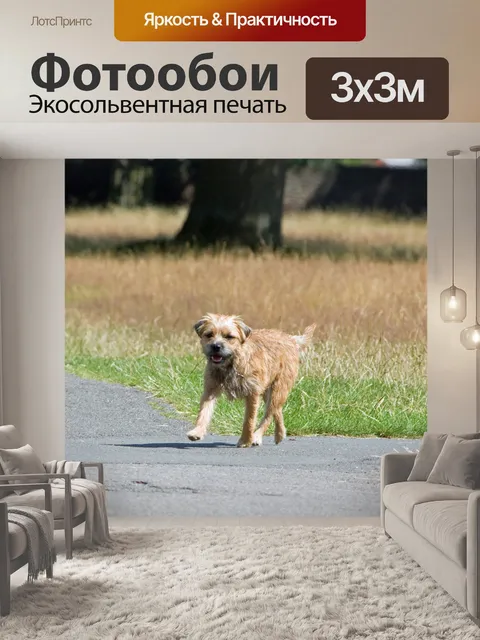 Фотообои Собака, Бордер терьер