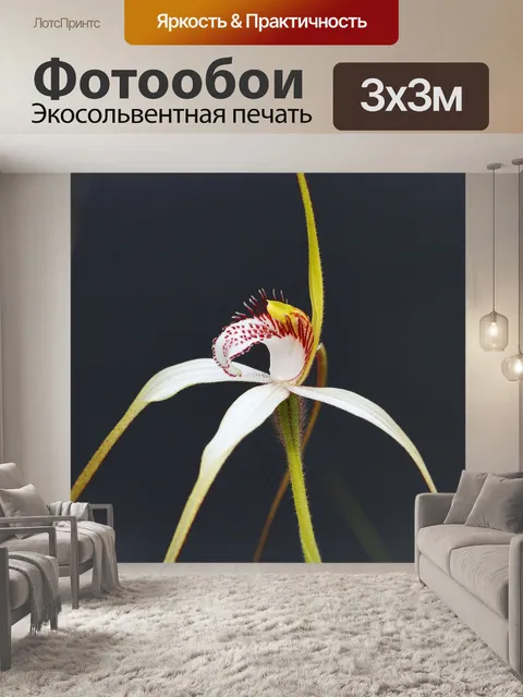 Фотообои Белый паук орхидея