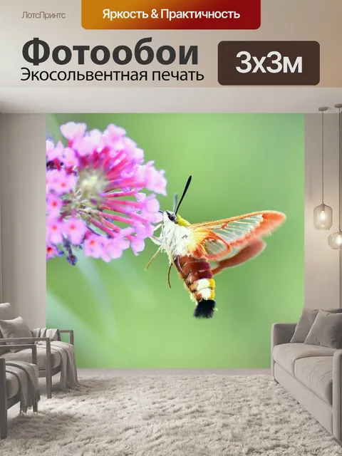 Фотообои Бабочка