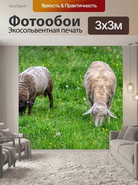 Фотообои Овец