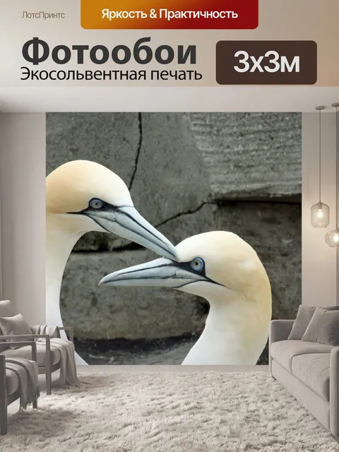 Фотообои Северная олуша