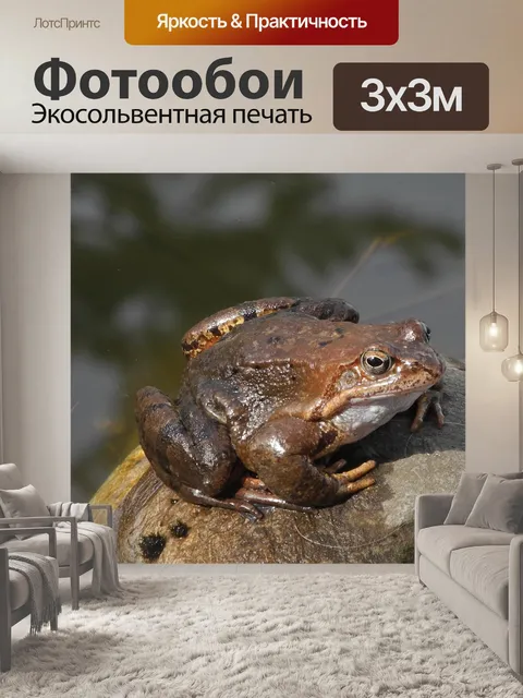 Фотообои Жаба