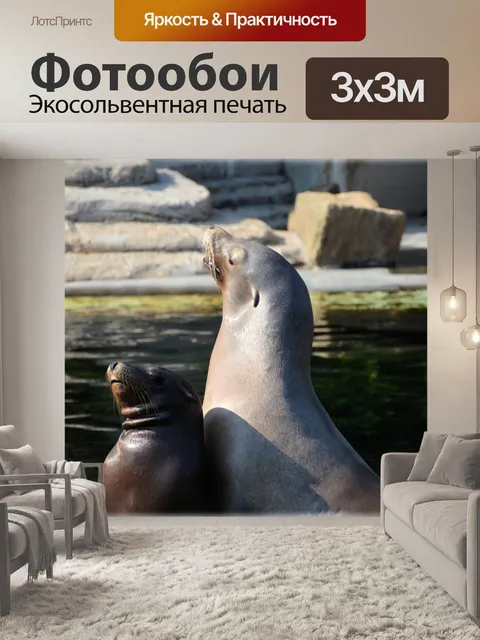 Фотообои Морские львы 5