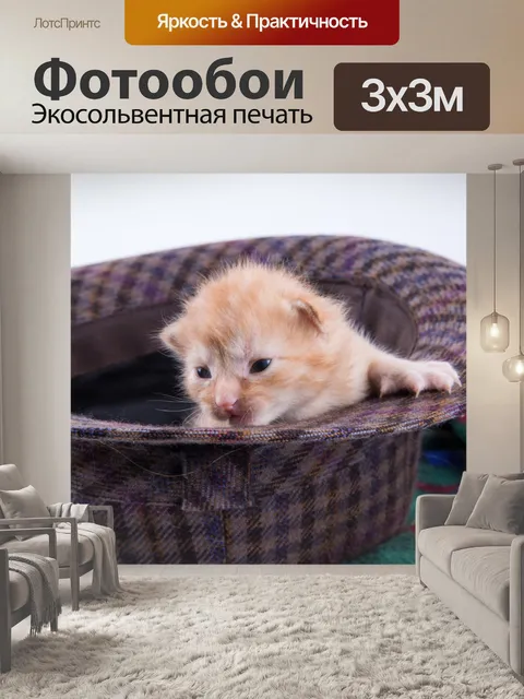 Фотообои Красивая кошка