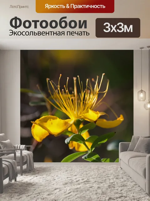 Фотообои вид желтого цветка зверобоя