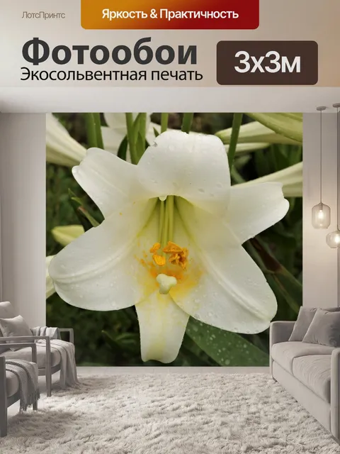 Фотообои Белая лилия и капли дождя