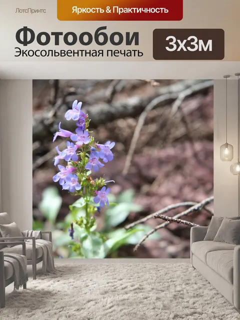 Фотообои Фиолетовый полевой цветок