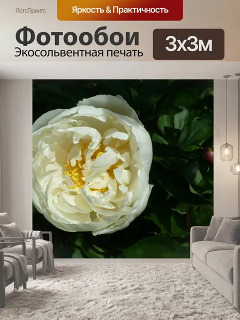 Фотообои Роза