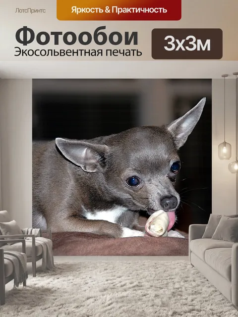 Фотообои Симпатичные чихуахуа