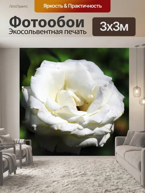Фотообои Белая Роза