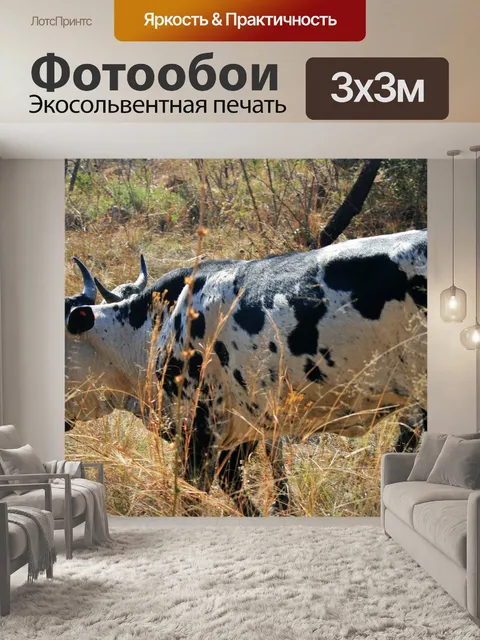 Фотообои серый скот нгуни в сухой траве