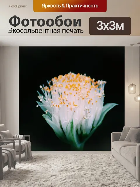 Фотообои Цветок