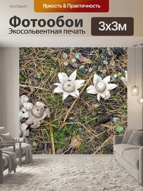 Фотообои Грибы