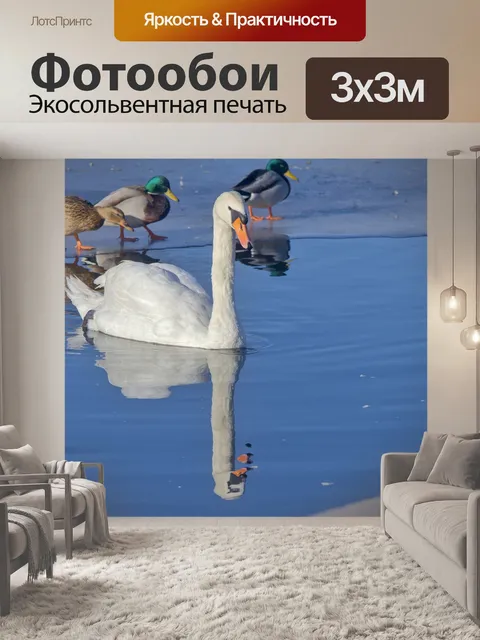 Фотообои Лебедь