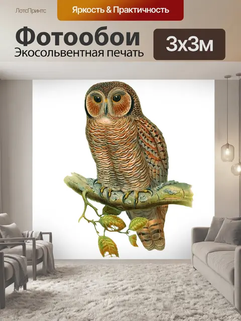 Фотообои Сова винтажная живопись искусство