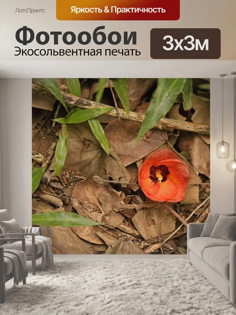 Фотообои упавший цветок гибискуса