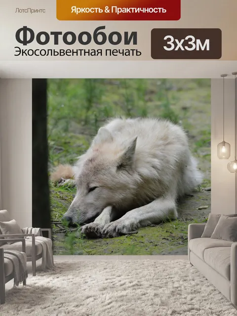 Фотообои Волк