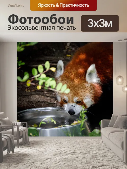 Фотообои Красная панда